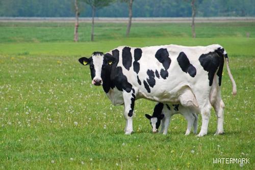 为什么奶牛不怀孕却能全年产奶，产量还不低？是不是注射了激素？