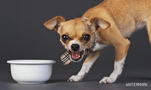 那些食材不可以给狗狗吃？27种狗狗不可以吃的东西大盘点