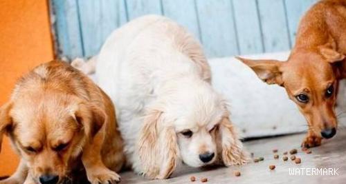 狗狗得了大肠杆菌病怎么办？