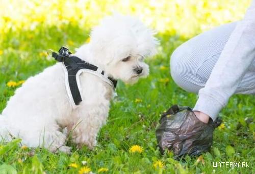 狗狗传染病可能是犬细小病毒和犬瘟热病毒等导致