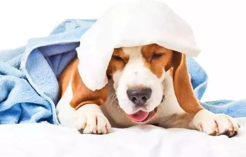狗狗咳嗽分为哪几种症状？