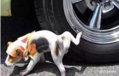 小狗在车的轮胎上撒尿