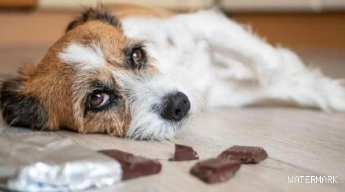 为什么不能给狗狗吃巧克力？巧克力为什么对狗有毒
