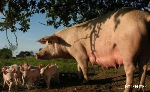 养殖户快来学习！后备母猪引种到配种前的全部流程