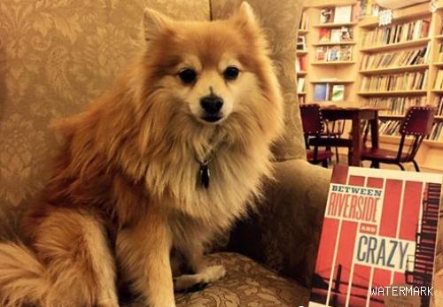 8岁店狗太喜欢睡觉 书店贴告示我是一只真的狗