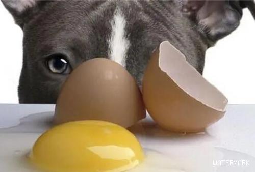 为何狗狗不能吃鸡蛋清，却可以吃鸡蛋黄？对你说缘故
