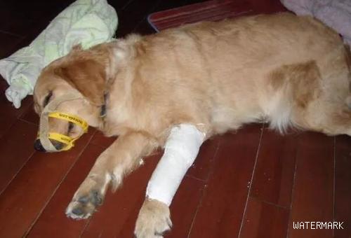 犬的骨折的病因与治疗方法