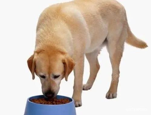 狗狗饮食习惯训练3大要点
