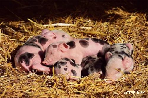如何判断母猪是否已经产完？8招教你判断母猪是否产完