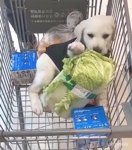 网友买来颗大白菜放到购物车里，狗狗躺在里边啃起来，真棒种活啊
