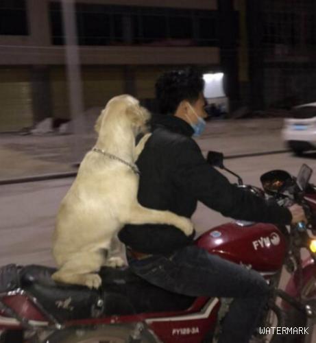 小伙子骑摩托带金毛狗狗兜兜风，金毛狗狗两手环绕着主人后，外露这欠扁的微笑