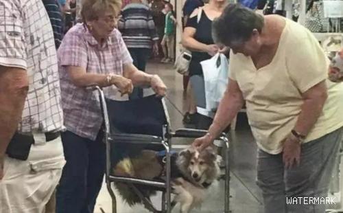 老太太和狗轮着应用一张残疾轮椅，刚到商场就被别人好奇心的看热闹