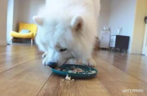 如何让狗狗吃完盘中餐？