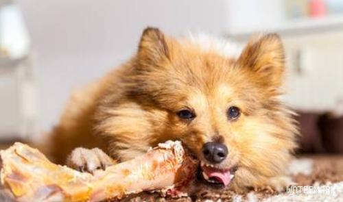 狗吃骨头大便干燥难拉，为何狗狗吃完骨骼排便会变干躁难以排