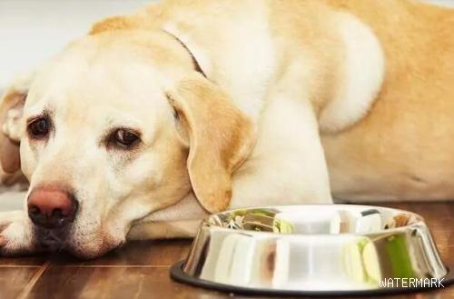 养狗疑惑:为什么狗不吃饭？